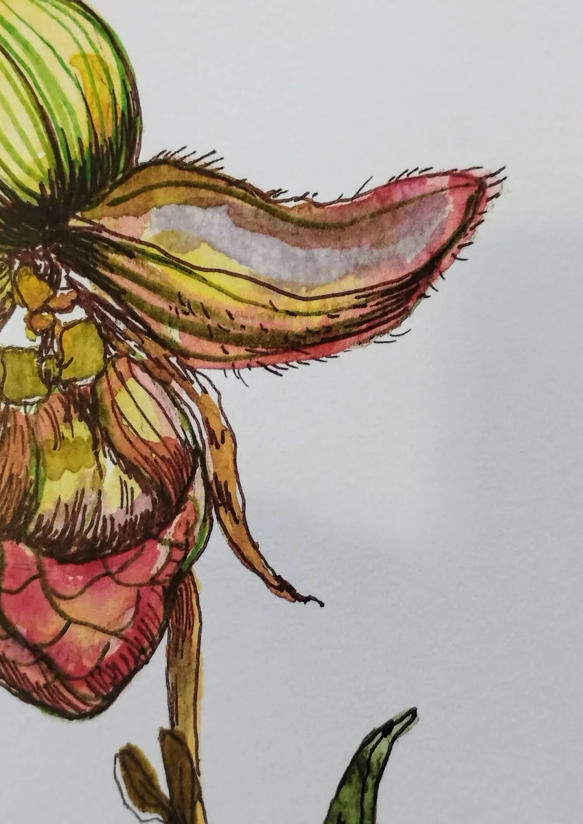 Closeup of a digital print of A3 watercolour illustration of a Slipper Orchid by Terry Angelos.