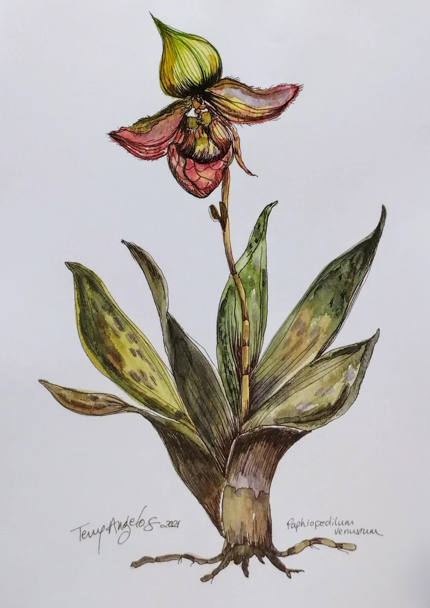 A3 digital print of watercolour illustration of Slipper Orchid by Terry Angelos.